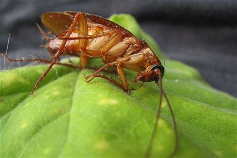 夢見蟑螂在身上|夢見蟑螂什麼意思？飛代表矛盾不安！10大夢境預兆心。